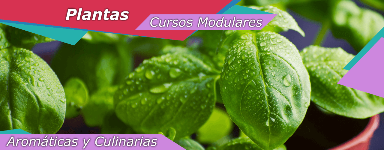 recurso renovable circulación menú Plantas aromáticas y culinarias | Gestión Social